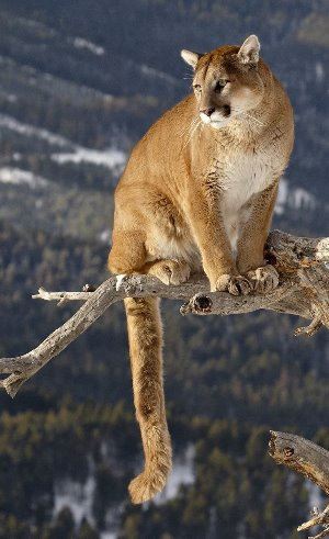 Mountain_Lion_Tree