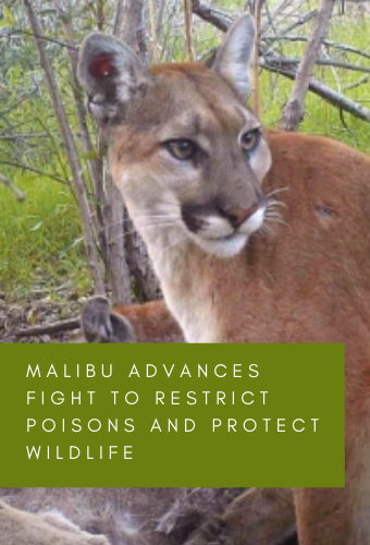 pesticide lcpa newsflash 5.24.21 (1)